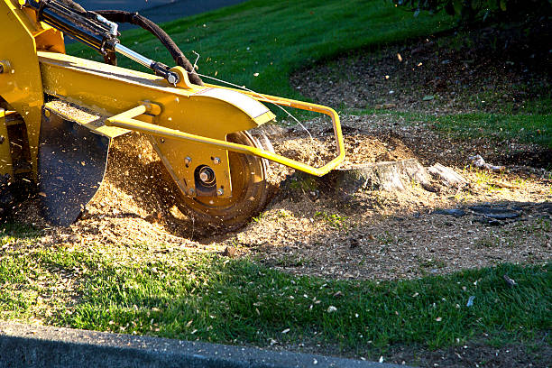 The Steps Involved in Our Tree Care Process in Granby, MO